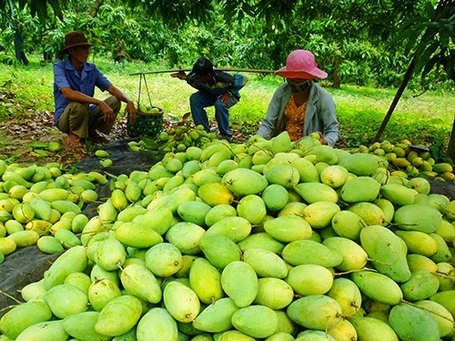 Áp dụng công nghệ sau thu hoạch: “Nhất bên trọng, nhất bên khinh”