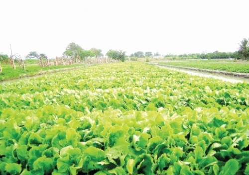 TP. Hồ Chí Minh: Phát triển du lịch nông nghiệp công nghệ cao