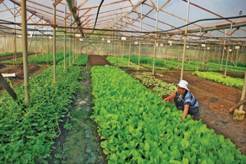 TP. Hà Nội: Đẩy mạnh sản xuất nông nghiệp hữu cơ