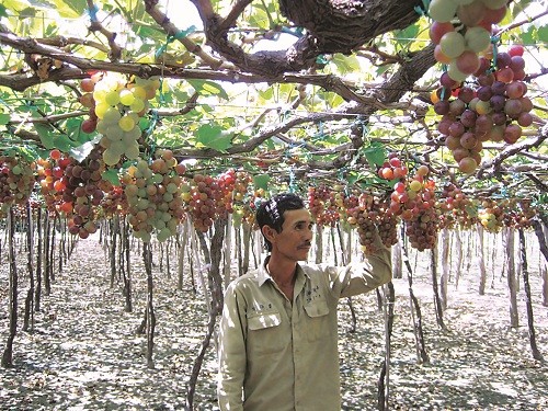 Người trồng nho Ninh Thuận lao đao