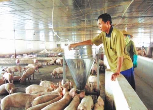 Mở rộng thị trường cho ngành chăn nuôi