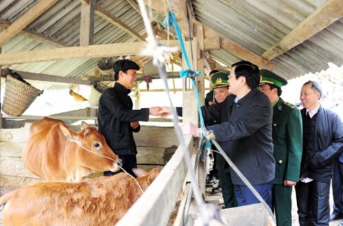 Chủ tịch nước tặng 50 con bò giống cho hộ nghèo tỉnh Hà Giang