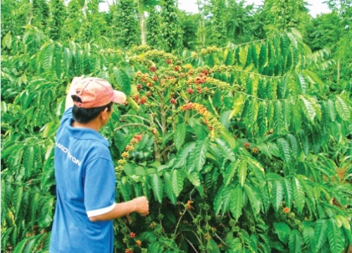 Tăng cạnh tranh cho cà phê Việt