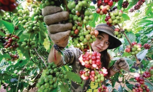 Xây dựng cà phê Việt chất lượng cao