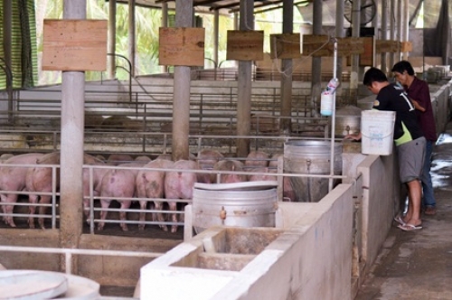 Agribank Bến Tre giảm lãi suất hỗ trợ người chăn nuôi