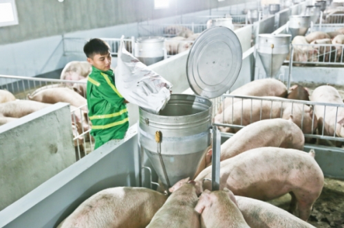 Ngành chăn nuôi Việt Nam: Liên kết chuỗi để mở lối xuất khẩu