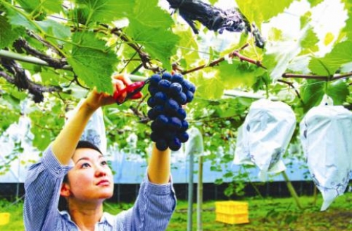 Nhật mở rộng đầu tư vào nông nghiệp