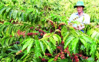 Cho vay tái canh cây cà phê: Ngân hàng không thiếu vốn, nhưng cần thêm cơ chế