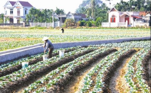 Tạo động lực phát triển nông nghiệp bền vững